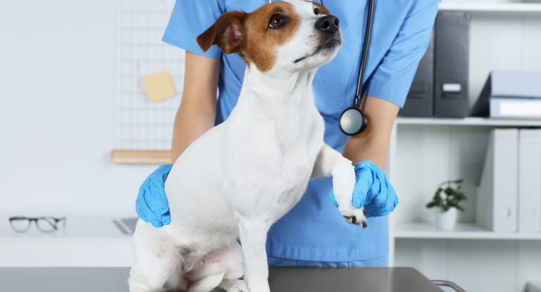 Examen d'un chien malade