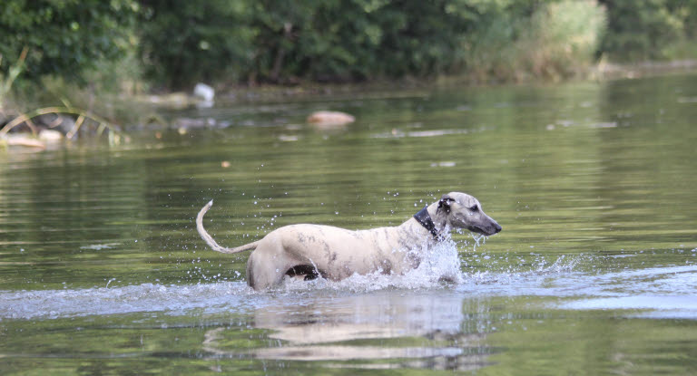 chien Whippet dans une rivière 
