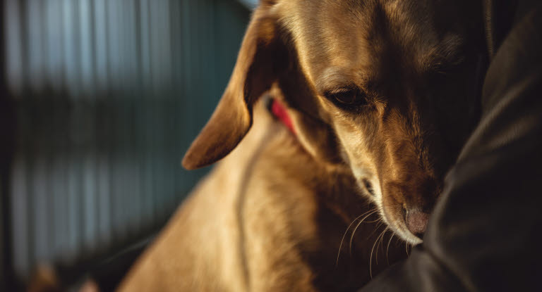Chien dans les bras de son maître
