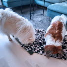 Deux chiens cherchant leur nourriture dans un tapis pour chien