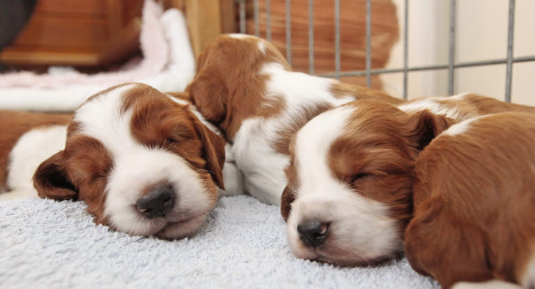 Une portée de chiots en train de dormir