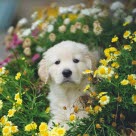 chien chiot fleurs jaune