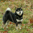 Shiba Inu en promenade d'automne