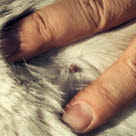 Les produits anti-tiques protègent votre chat contre les tiques 