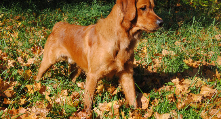 Un chien en automne