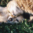 Câlin chien et chat