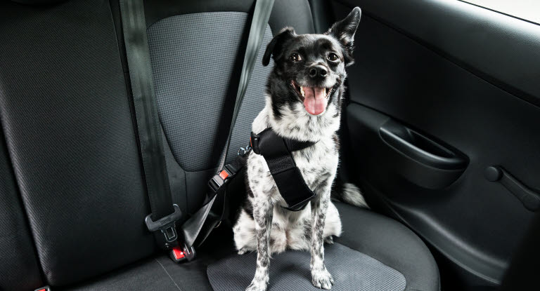 Transportez votre chien en voiture en toute sécurité - Agria Assurance pour  animaux
