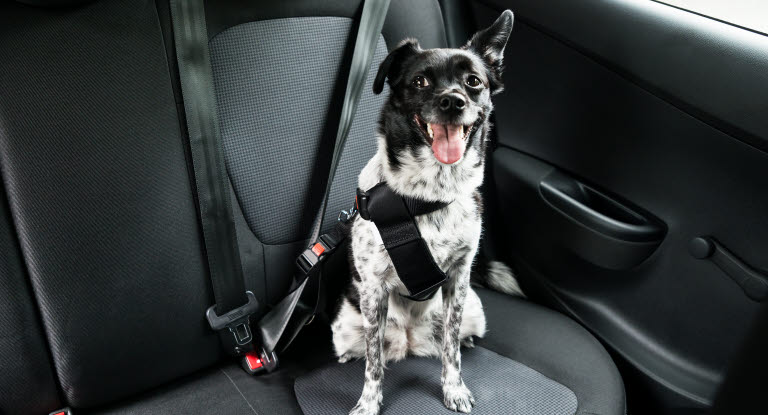 Ceinture Chien Voiture,Ceinture Securite Chien Voiture,Attache Chien  Voiture,Ceinture pour Chien Voiture,Ceinture de Securite Voiture,Harnais  Chien