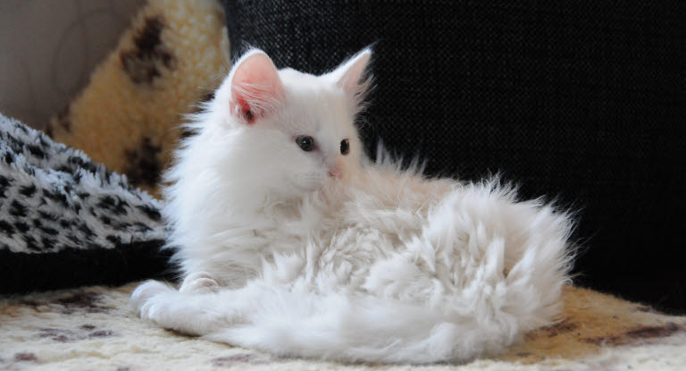 Un chat blanc entrain train de faire sa toilette et de se lécher