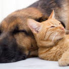 chat et chien endormis