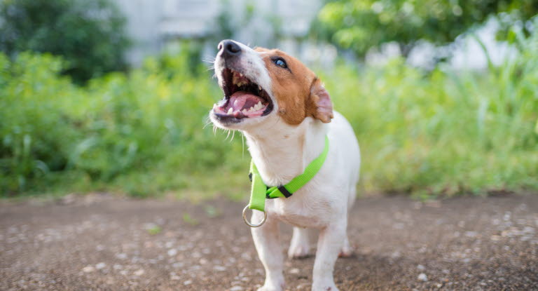 Mon Chien Aboie Que Veut Il Me Dire Agria Assurance Pour Animaux
