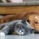 chien et chat qui dorment sur le sol