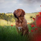 Dogue de Bordeaux dans un champs