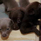 Trois chiots dans leur caisse