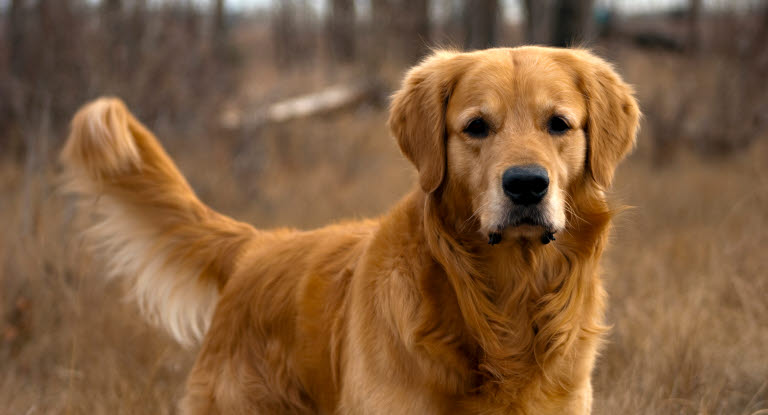 Chien pendant une promenaderegardant l'objectif