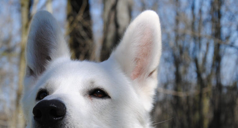 Tête d'un chien avec les oreilles dressées