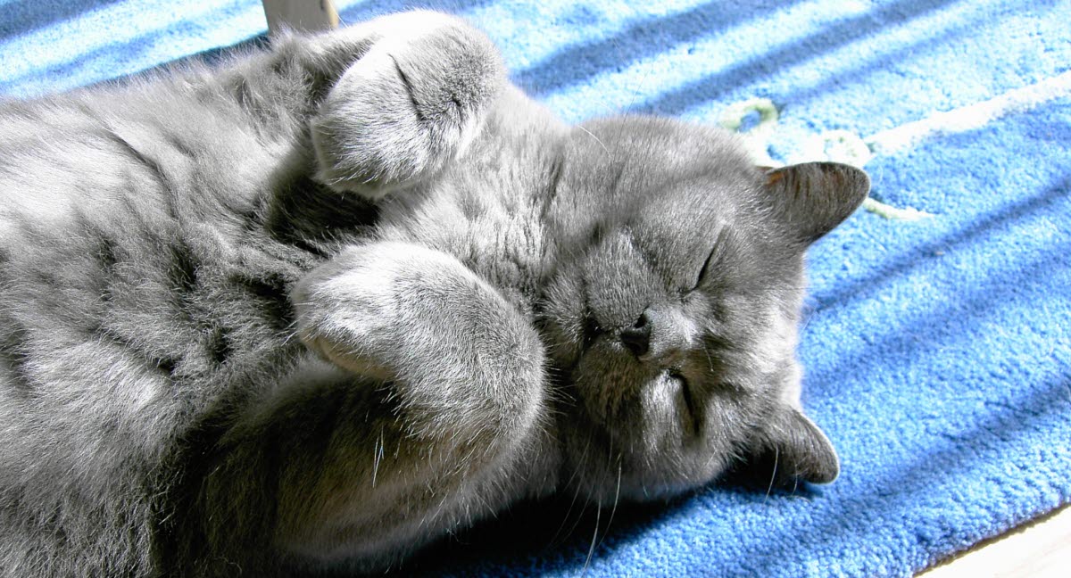 Pourquoi le chat se roule par terre devant vous Agria Assurance pour animaux