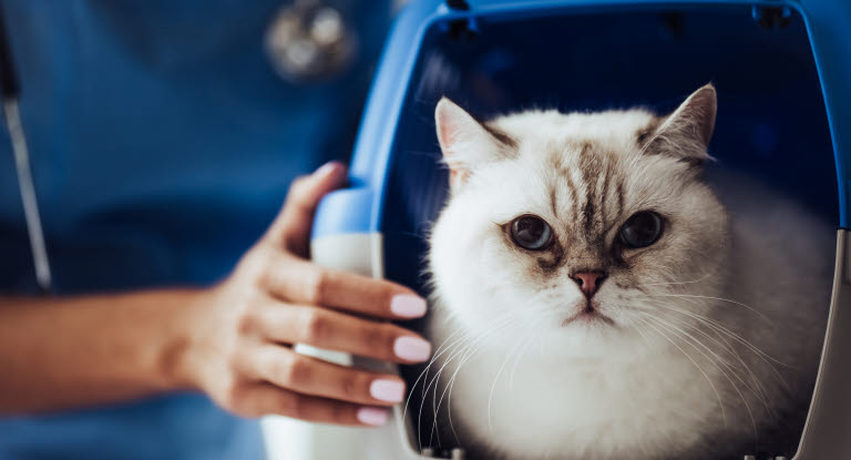 Chat chez le vétérinaire dans sa caisse de transport