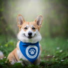 Corgi participant à la Balade des Chiens Agria