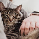 Un chat blotti dans les bras de son maître