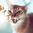 Les chats qui mâchent les rubans des cadeaux peuvent être dangereux