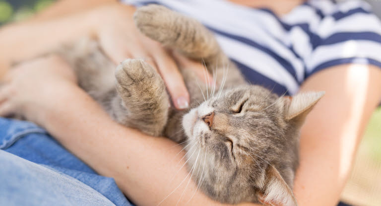 chat qui reçoit des caresses dans des bras