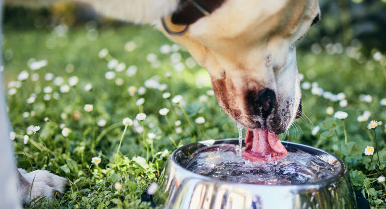 Un chien qui boit beaucoup peut être un signe de maladie.