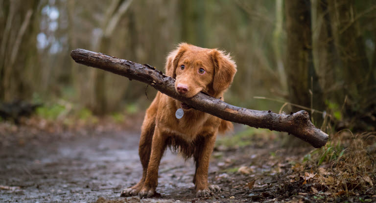 Chien avec un grand bout de bois dans la gueule