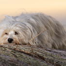 chien blanc abattu crépuscule