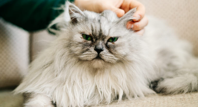 Chat de race Highland