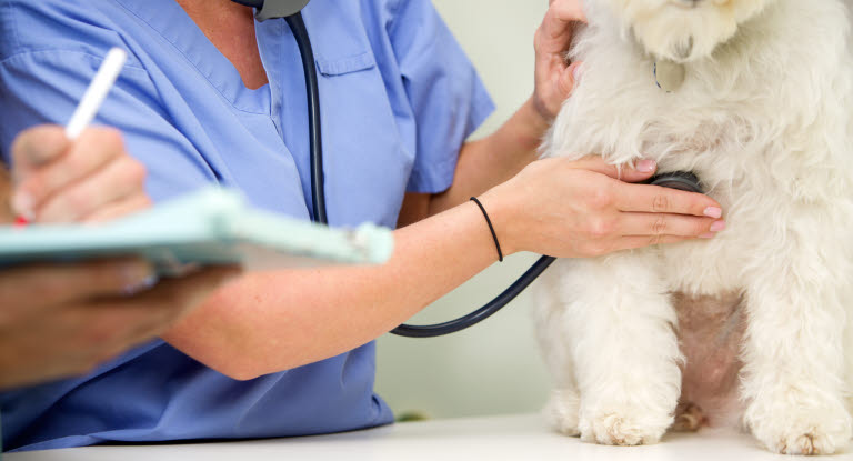chien blanc auscultation du coeur par un vétérinaire