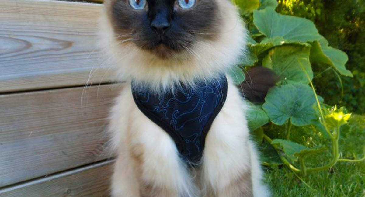 Avant de laisser sortir votre chat Agria Assurance pour animaux