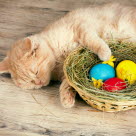 Un chat roux couché à côté d'un nid rempli d'oeufs de Pâques