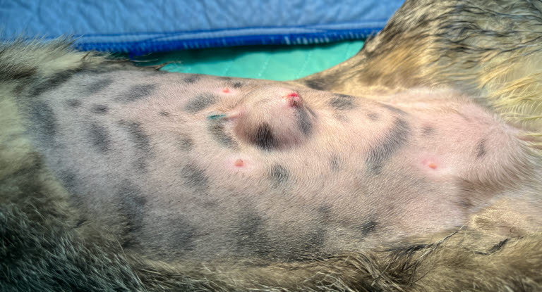 Hernie ombilicale chez le chat.