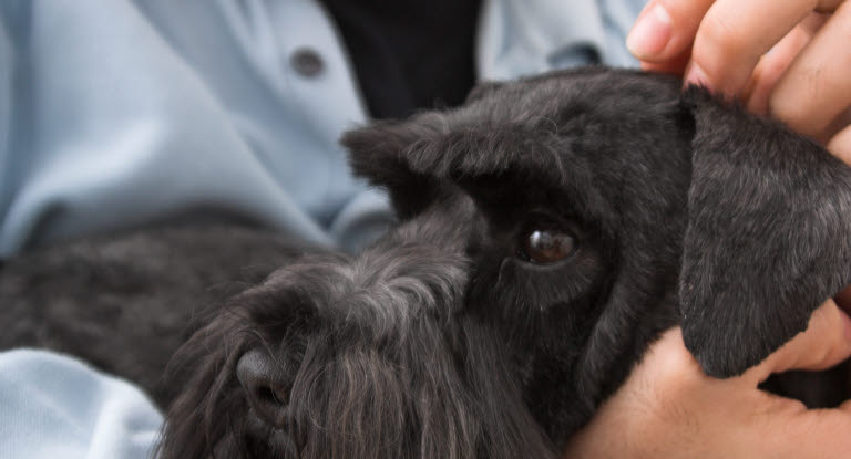 Chien âgé dans les bras d'un homme