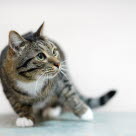 Chat qui titube et perd l'équilibre.