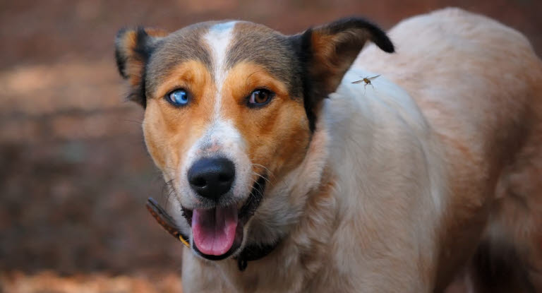 Un chien piqué par une guêpe