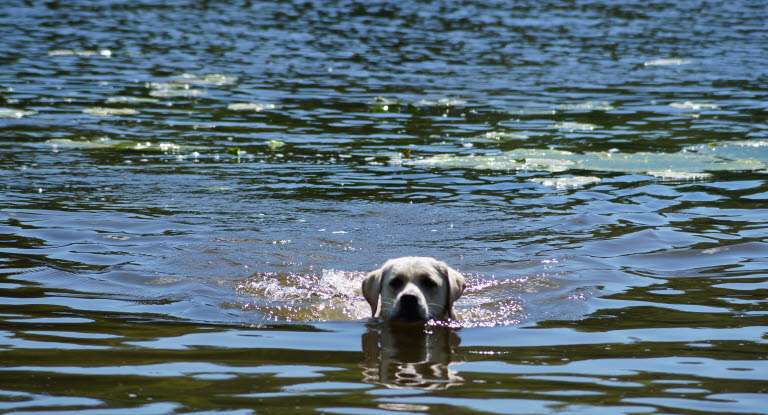 Chien qui nage dans l'eau