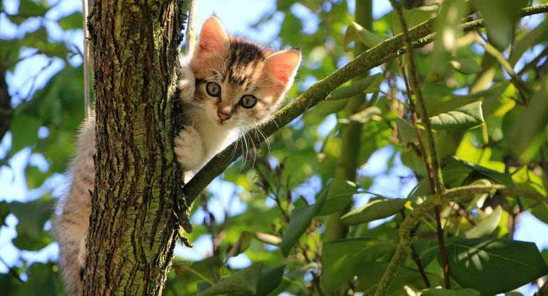 Chaton dans un arbre regardant l'objectif