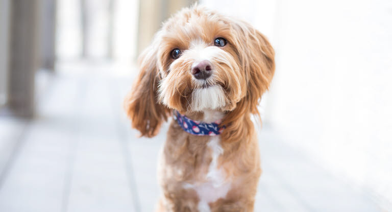 Un chien roux de race croisée regarde l'objectif