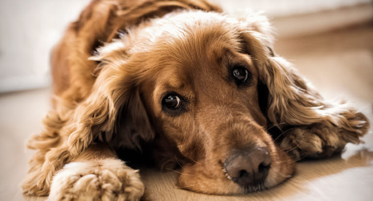 chien tête contre sol 