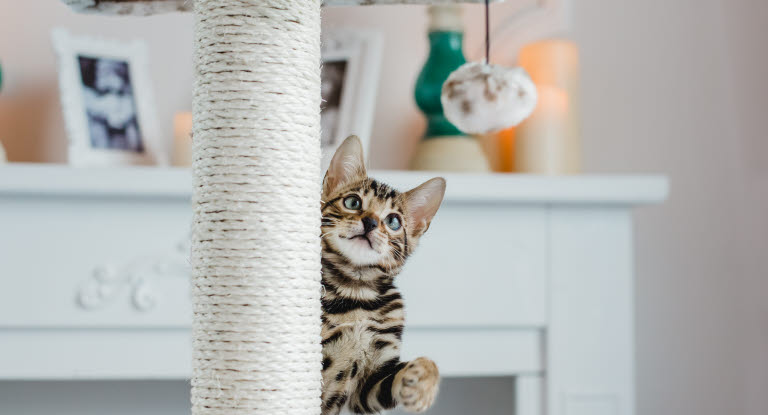 Un chat tigré en train de jouer