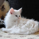 Un chat blanc entrain train de faire sa toilette et de se lécher