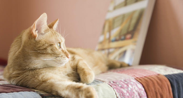 Un chat roux couché sur sa couverture