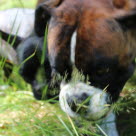 Chiens Boxers mangent de l'herbe