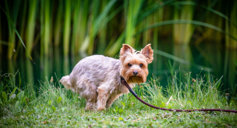 Chien qui fait ses besoins dans la nature dans l'herbe verte
