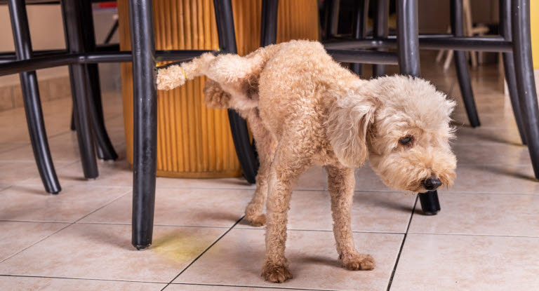 Chien qui fait pipi sur une chaise à l'intérieur
