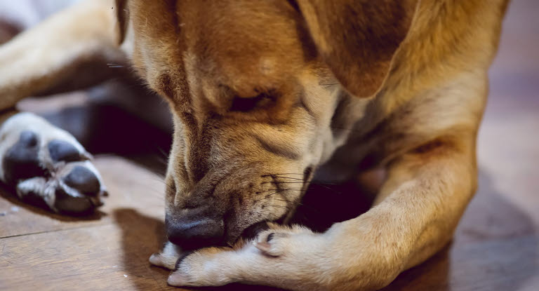 chien qui se lèche et renifle sa patte