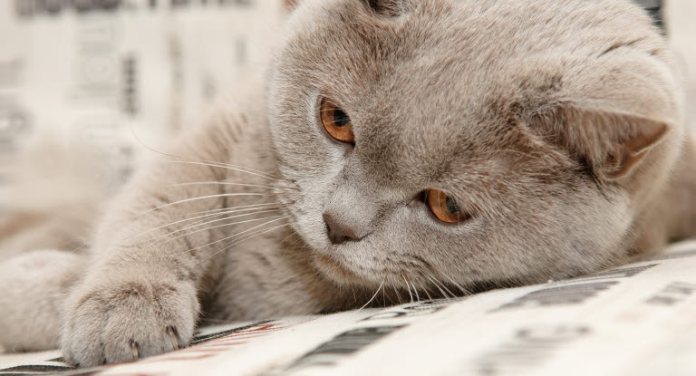Chat gris allongé avec des yeux marrons