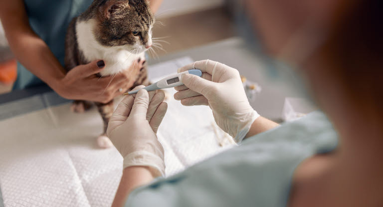 Le vétérinaire prend la température du chat pour vérifier s'il a de la fièvre.